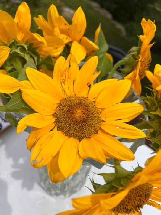 Fall 2022 - Back to School Tips