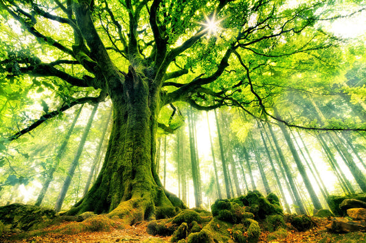 Grounding Tree Meditation