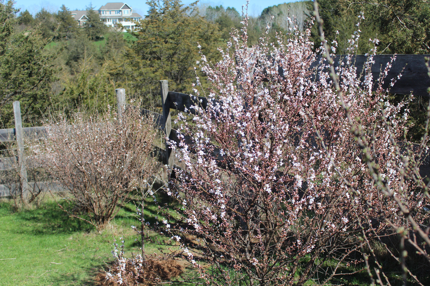 Mindfulness Meditations